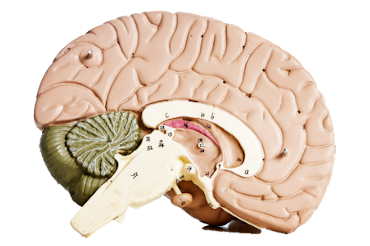 cerebro_bien